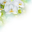 Beautiful White Orchid Border