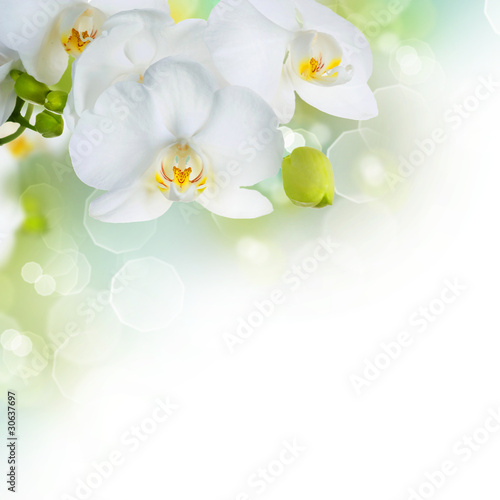 Photo: Beautiful White Orchid Border Beautiful White Orchid Border