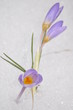 Crocus