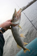Northern pike Northern pike