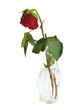 Broken Rose