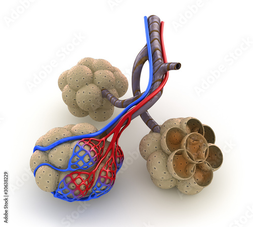 Illustration: Alveoli in lungs - blood saturating by oxygen. Isolated on white Alveoli in lungs - blood saturating by oxygen. Isolated on white
