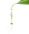 Drop of water falling on grain