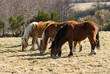 trois chevaux