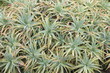Cactées Cactées