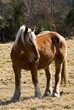 cheval 02