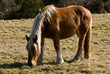 cheval 03