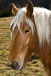 tête d'un cheval