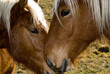 couple de chevaux