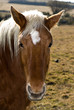 portrait d'un cheval