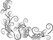 the background of Grape vine