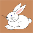 Weißer Hase