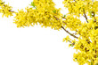 Frühlingshafter Rahmen aus Forsythien