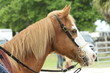 western horse