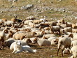 Mouton