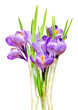 Beautiful spring crocus.i Beautiful spring crocus.i