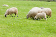 sheep on meadow, Bosnia and Hercegovina