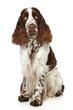Springer Spaniel sits on a white background Springer Spaniel sits on a white background
