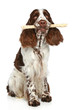 Springer Spaniel playing with a stick Springer Spaniel playing with a stick