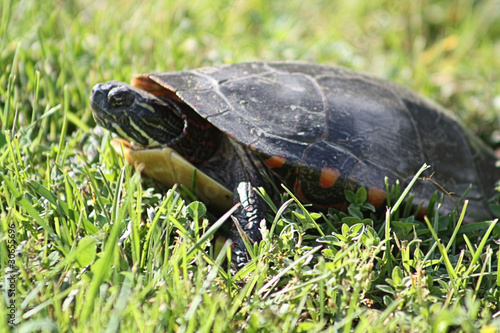 Photo: Midland Painted Turtle Midland Painted Turtle