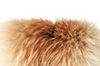 Fox winter fur close-up #2 | Isolated