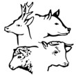 Animals head