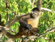 Monkey business