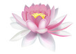 Water lily