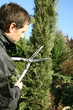 Photo: jardinier, pépiniériste, paysagiste taille avec une cisaille jardinier, pépiniériste, paysagiste taille avec une cisaille