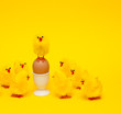 Hühnerküken