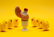 Hühnerküken