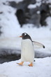ジェンツーペンギン