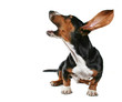 howling dog