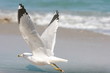 seagulls in the beach