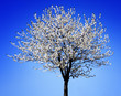 Apple blossom tree