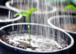 Pouring a young plant