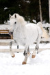 white Lipizzaner horse runs gallop in winter white Lipizzaner horse runs gallop in winter