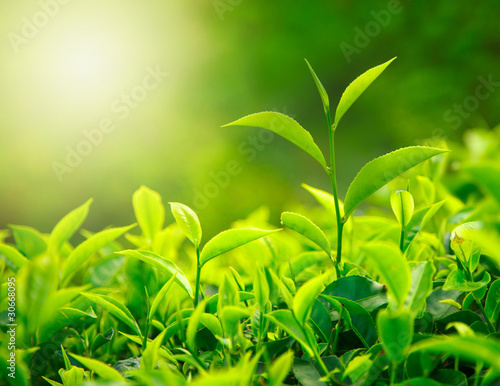 Photo: Tea bud and leaves Tea bud and leaves