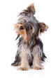 Photo en ligne au meilleur prix Yorkshire Terrier
