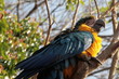 arara azul