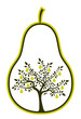 pear tree in pear