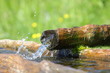 Brunnen