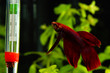 Red Betta Red Betta