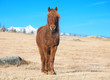 red horse red horse