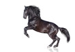 black stallion isolated