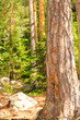 Green forest in Finland