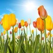 Tulips Tulips