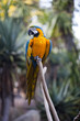 Photo: Colorful macaw parrot Colorful macaw parrot