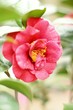 camellia
