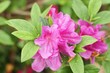camellia